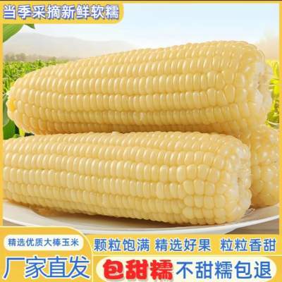 【旗舰店】王老宝 东北糯玉米白糯(单支260g-350g)*8支透明袋