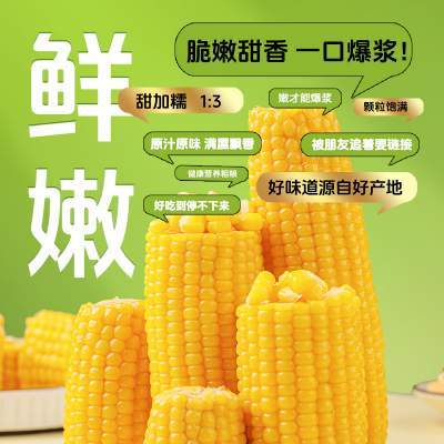 2025东北黄糯玉米新鲜软糯黄粘苞玉米真空铝箔装早餐饱腹玉米棒